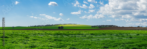 Prato verde con campo di ulivi in lontananza photo
