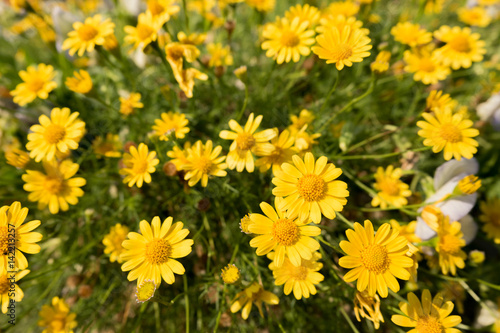 yellow daisy flowers meadow field in garden, bright day light. beautiful natural blooming daisies in spring summer. © galzpaka