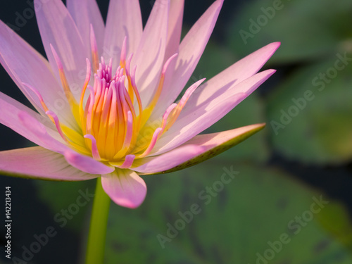 beautiful pink color water lily or lotus flower