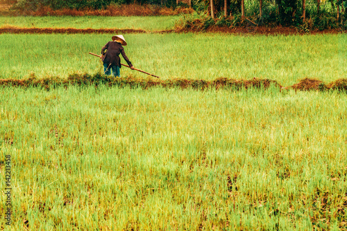 Rice fields in Vietnam