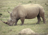 Südafrika: Nashorn im Wildschutz-Reservat Shamwari Game Reserve