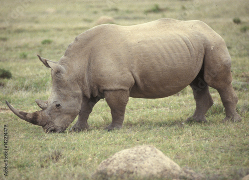 S  dafrika  Nashorn im Wildschutz-Reservat Shamwari Game Reserve