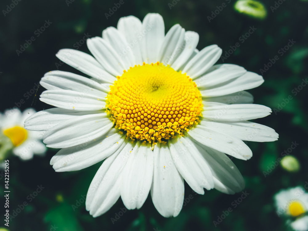 Daisy closeup with pollen and a cobweb. The natural background. Matricaria Daisy closeup with pollen and a cobweb. The natural background. Matricaria