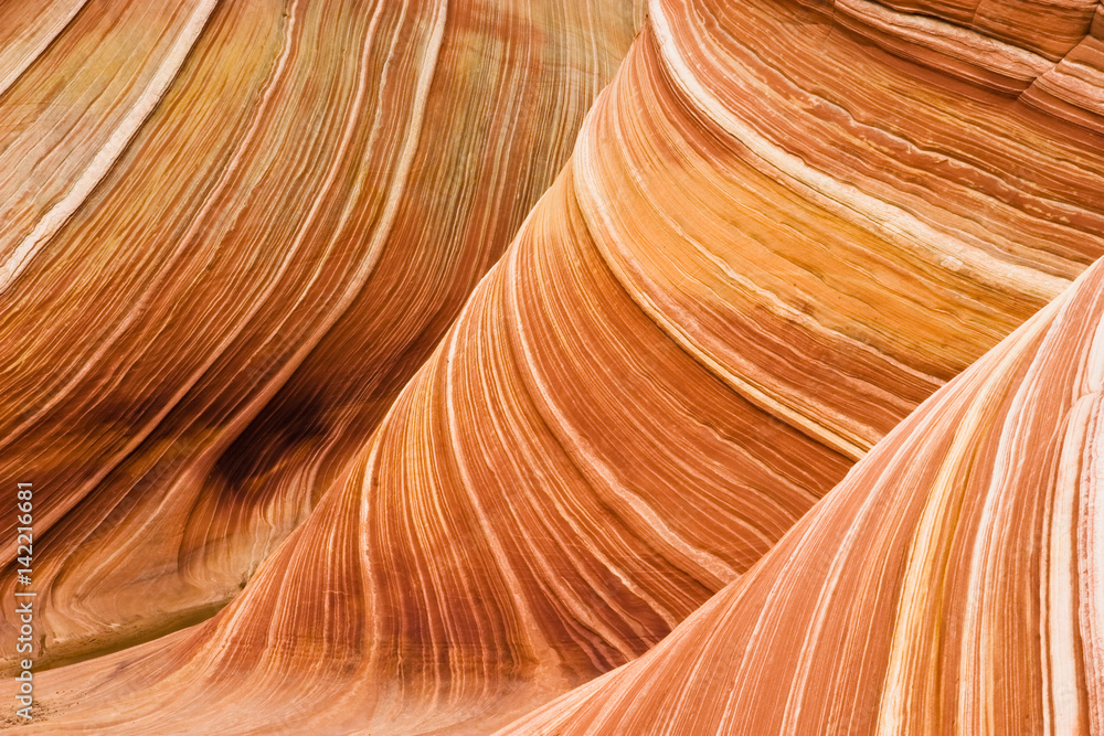 The wave The wave