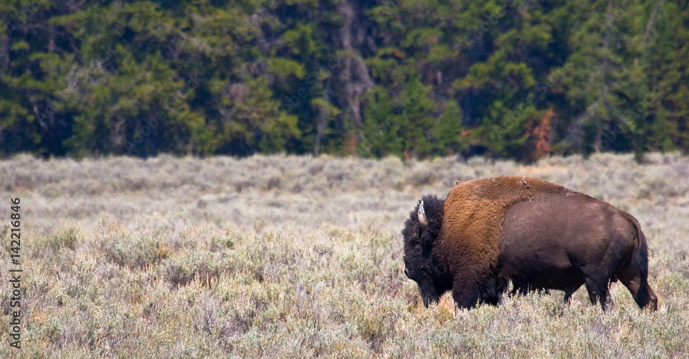 Fototapeta premium Bison