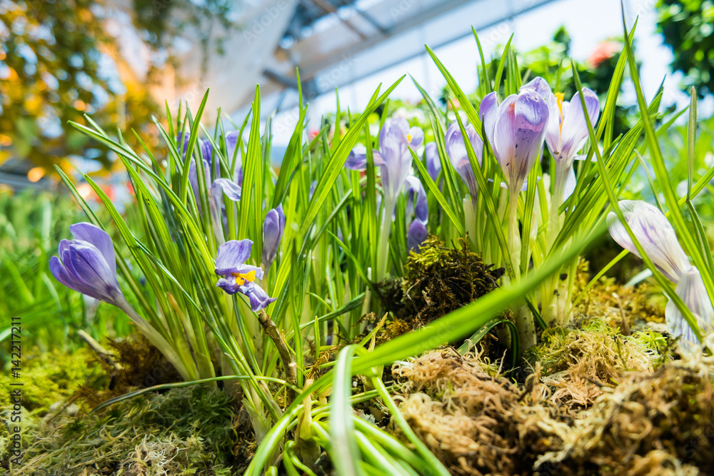 Crocus flowers makes the way through fallen leaves. Natural spring background. Moscow, Russia. Crocus flowers makes the way through fallen leaves. Natural spring background. Moscow, Russia.