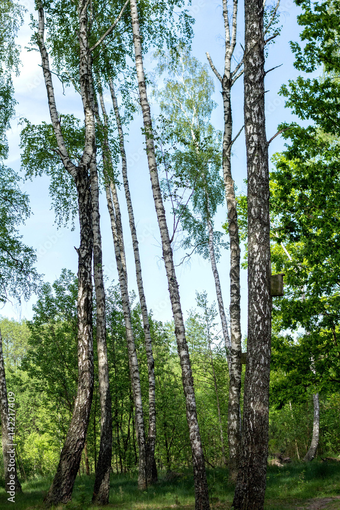 Birch Forest against the Blue Sky. Tree Trunks.