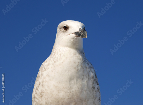 One seagull close up