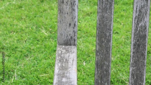 Sciurus carolinensis eats nuts in St. James' Park in London, United Kingdom 