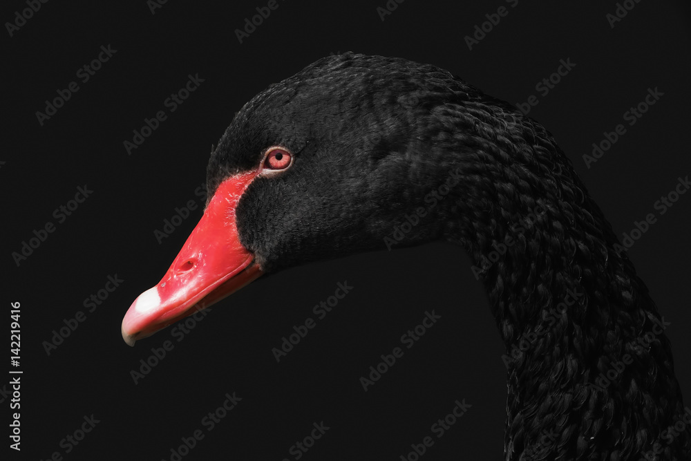 Fototapeta premium Portret czarnego łabędzia na czarno