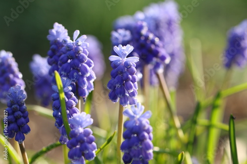 muscari