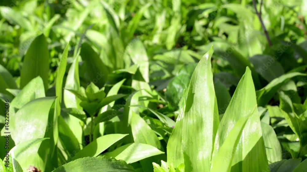 Wild garlic in springtime in the nature close up footage Wild garlic in springtime in the nature close up footage