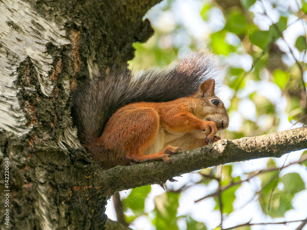Squirrel sits on birch branch in profile and nibbles. Moscow, Russia.
Squirrel sits on birch branch in profile and nibbles. Moscow, Russia.