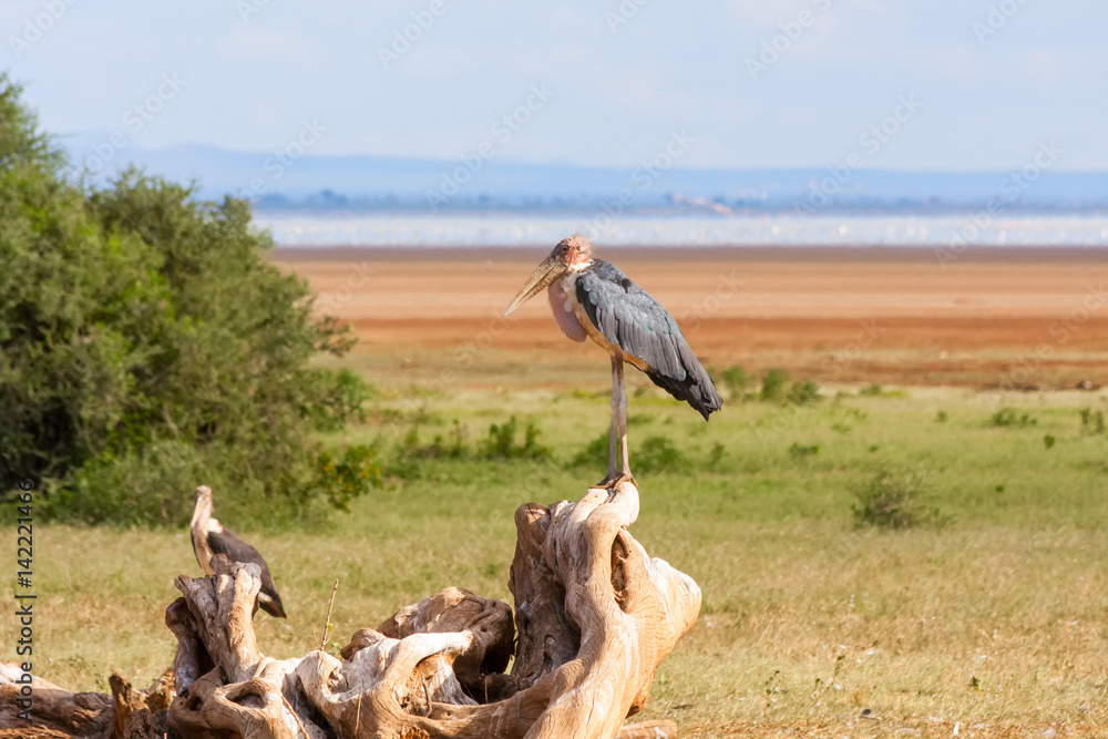 Obraz premium Marabou Stork (Leptoptilos crumeniferus) stands in profile on dry snag. Lake Manyara National Park, Tanzania, Africa. 
