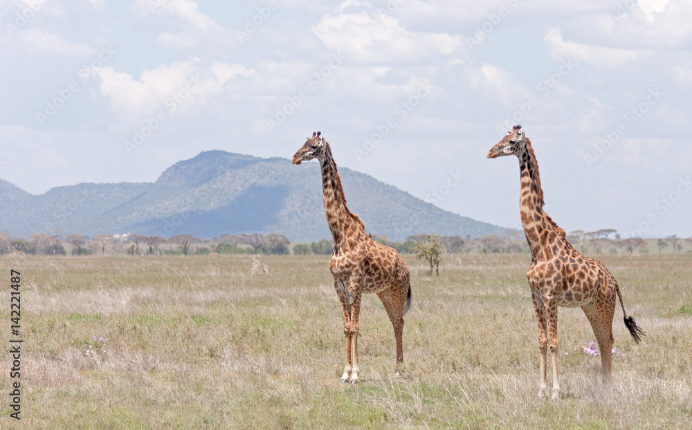 Obraz premium Two Giraffes stand in profile in savanna against distant view on mountain. Serengeti National Park, Great Rift Valley, Tanzania, Africa. 