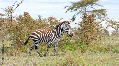 Burchell   s Zebras in profile against savanna bush background. Serengeti National Park  Tanzania  Africa.   