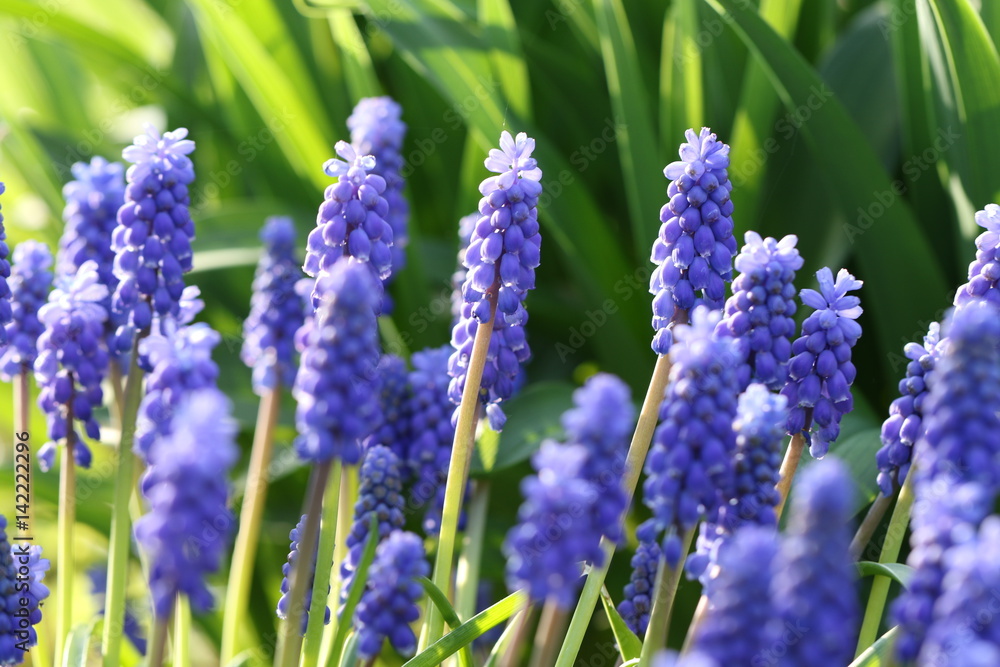 muscari muscari