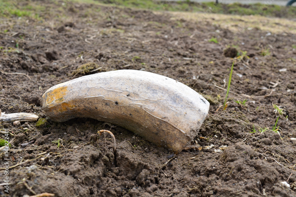 Obraz premium Огород