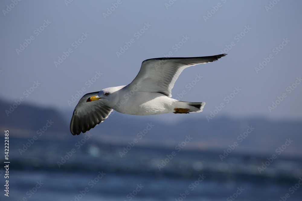 Obraz premium かもめ