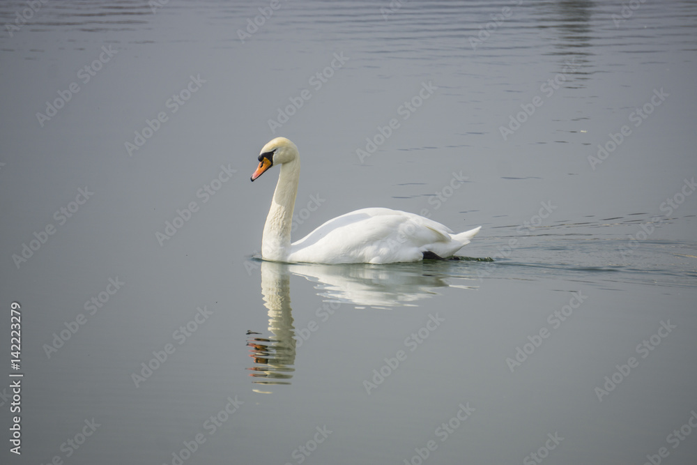 Obraz premium White swan swims in the lake water