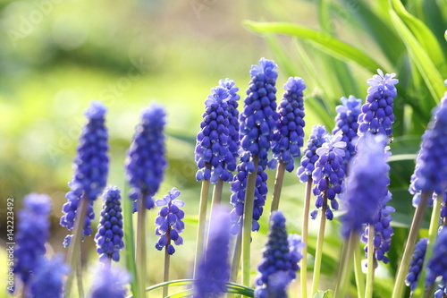muscari