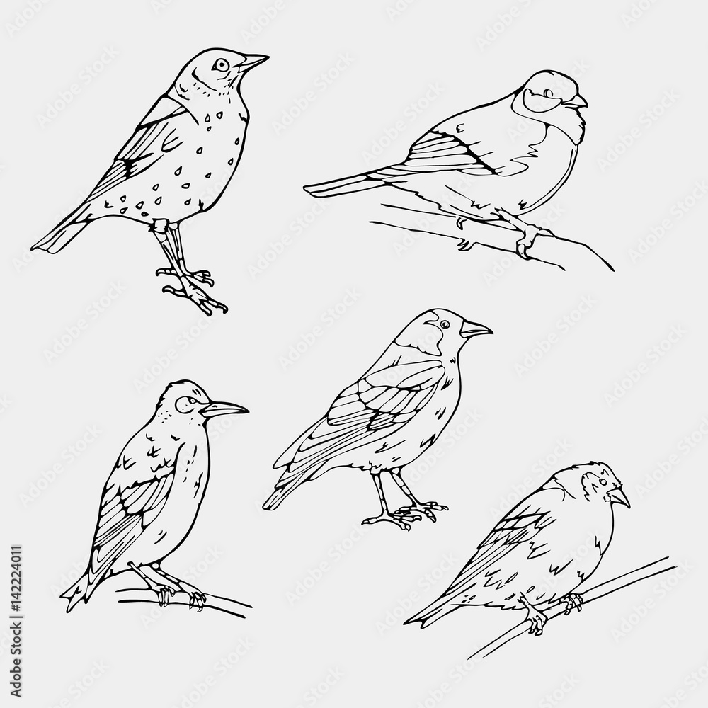 Fototapeta premium Birds engraved style. Stamp, seal. Simple sketch.