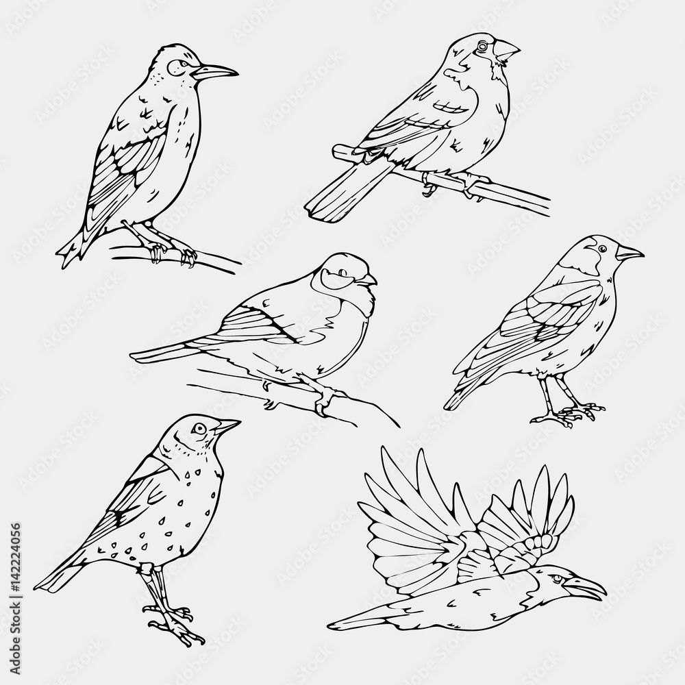 Fototapeta premium Birds engraved style. Stamp, seal. Simple sketch.