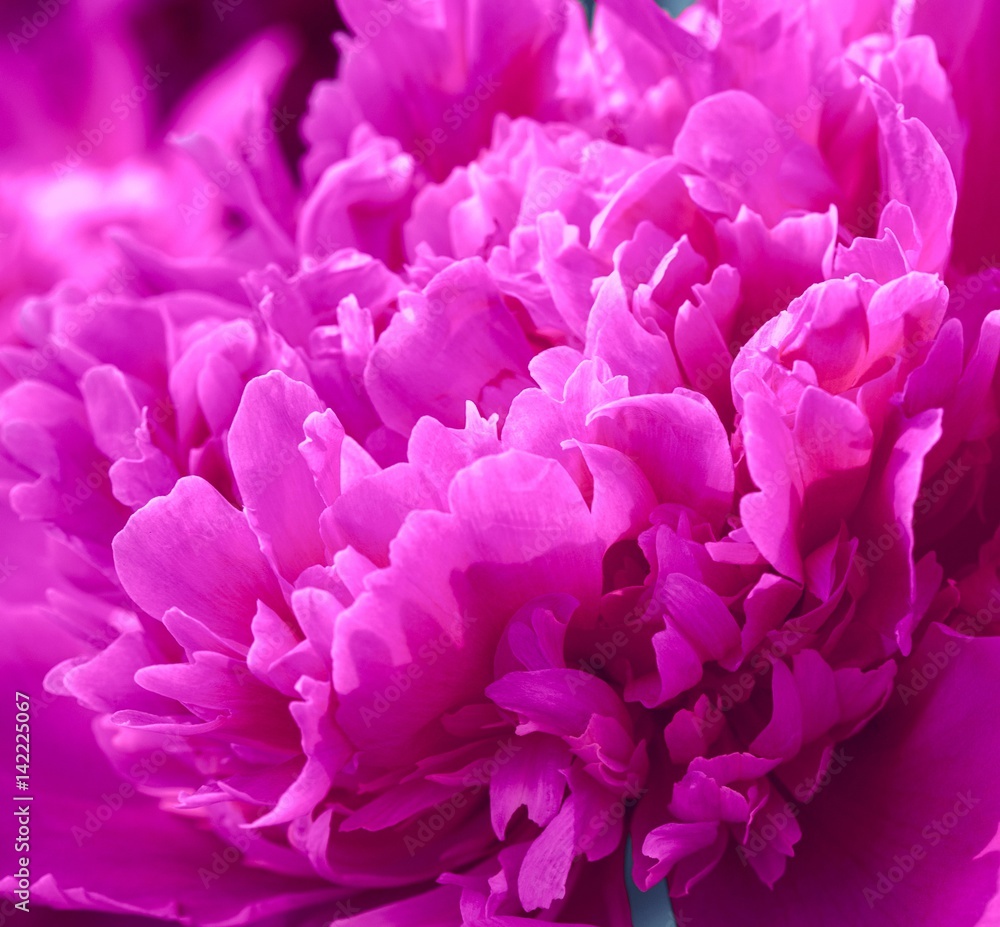 Fototapeta premium peonies