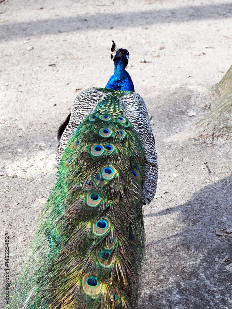 Obraz premium Peacock male in Zoo