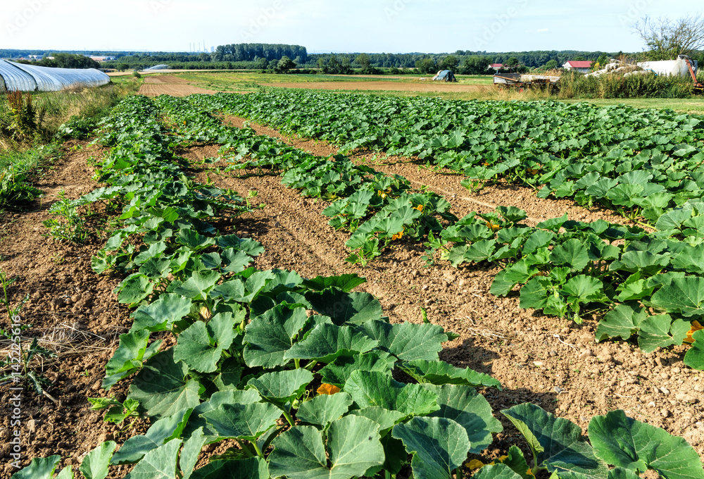 Rows of growing zucchini (Cucurbita pepo) in field Rows of growing zucchini (Cucurbita pepo) in field