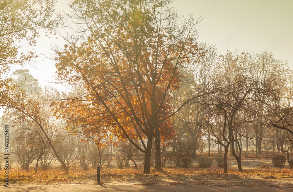 Fog in the morning in the park in Autumn in Kiev