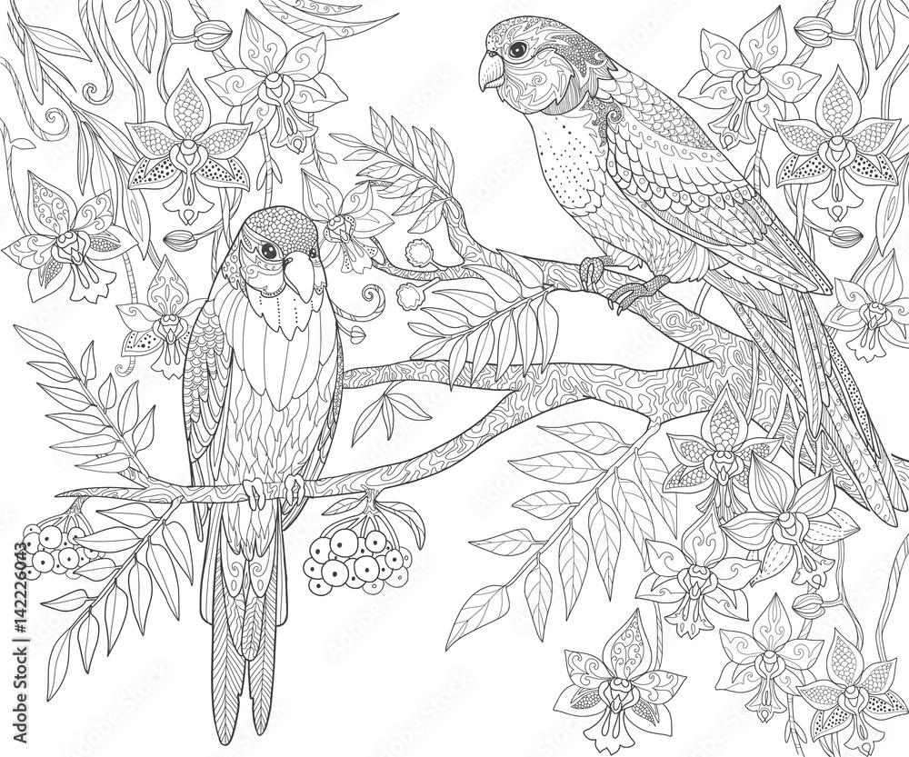 Fototapeta premium Parrots sit on a branch in the jungle, adult coloring book page. Doodle tropical birds vector illustration.