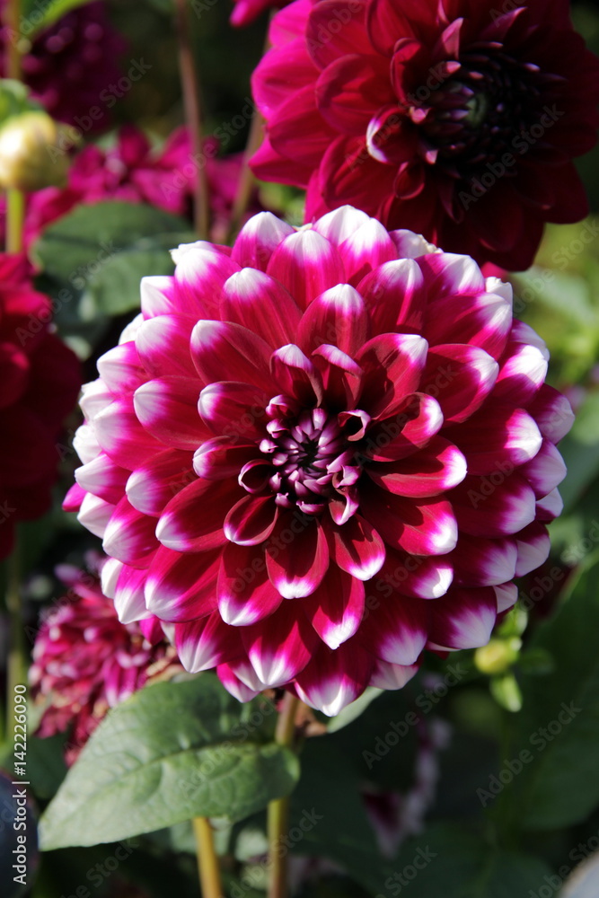 Obraz premium Dahlie