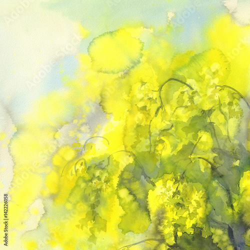 yellow mimosa watercolor background