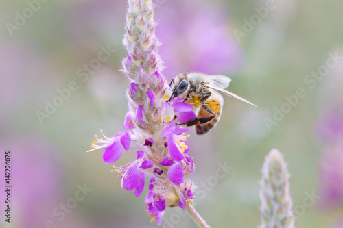 Honeybee on black dalea flower photo