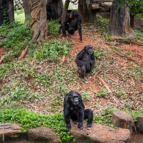 Chimpanzees in zoo beg food from tourists photo