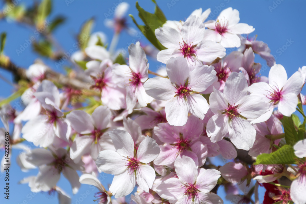 Fototapeta Spring almond blossoms, pink flowers on a blue sky background