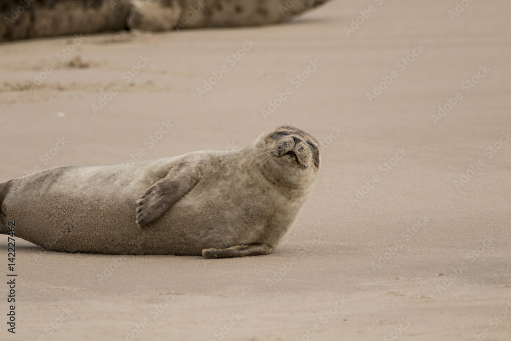 common seal