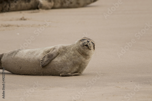 Obraz na płótnie common seal w salonie