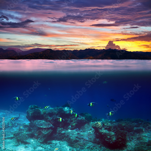 School of fish in the tropical ocean on beautiful sunset splitted by waterline
