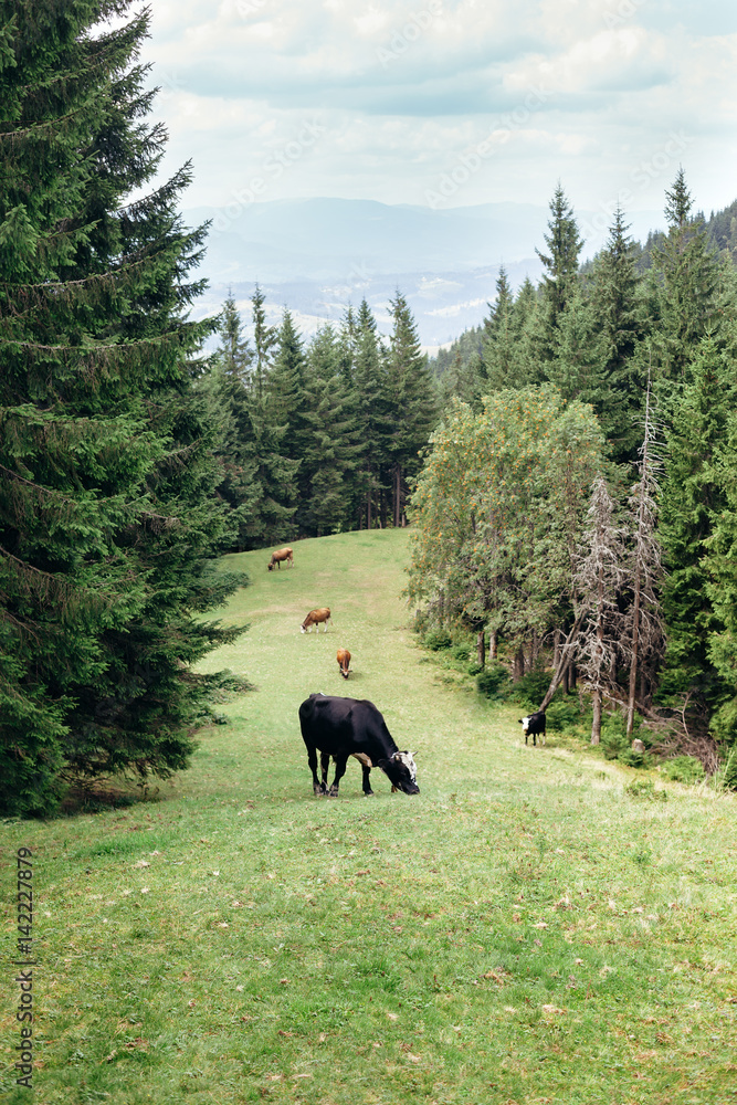 Herd of cows grazing on a green meadow in forest Herd of cows grazing on a green meadow in forest