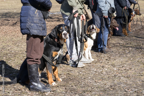 Fototapeta Naklejka Na Ścianę i Meble -  dogs sitting near their owners during the dog obedience outdoor training course