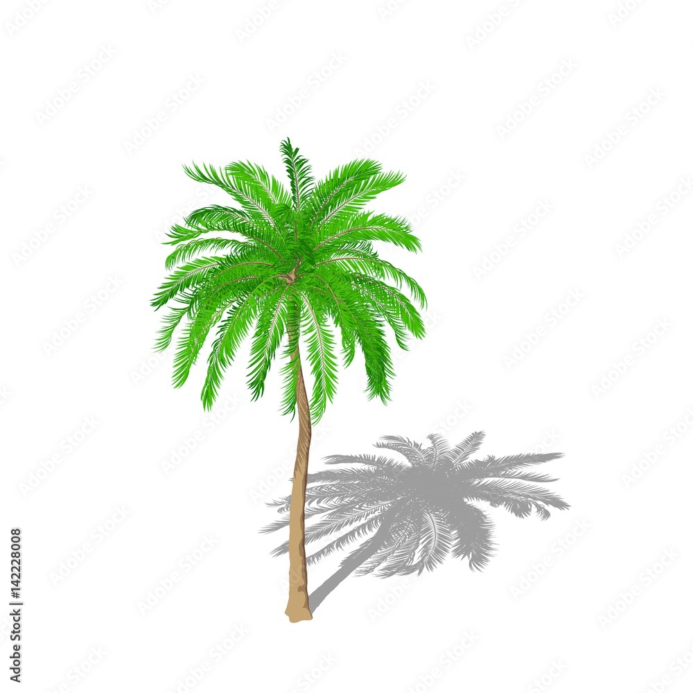Fototapeta premium Palm tree. Isolated on white background. Cartoon style.