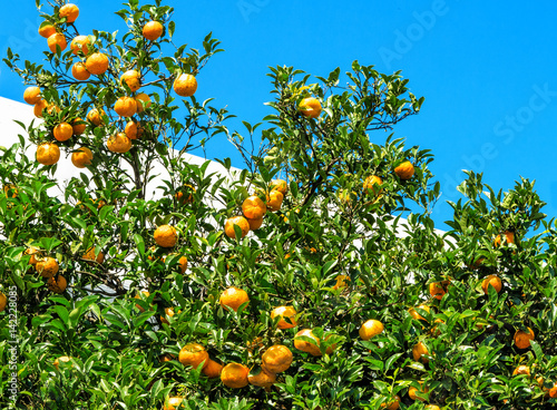 Rich organic tangerine harvest still on the tree