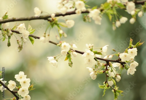 Weiße romantische Blüten im Frühling