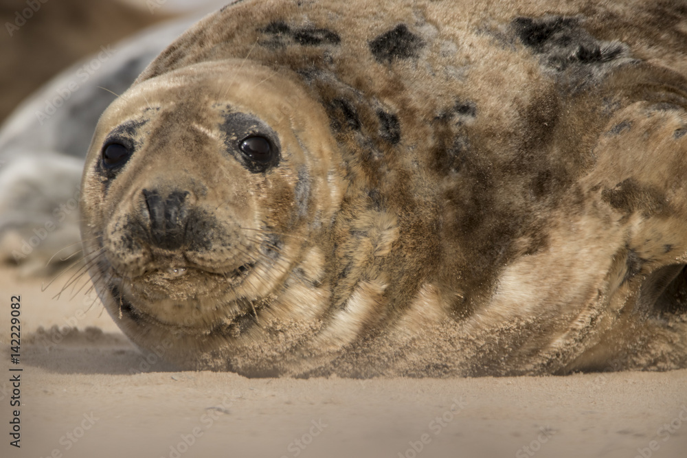 Obraz premium common seal
