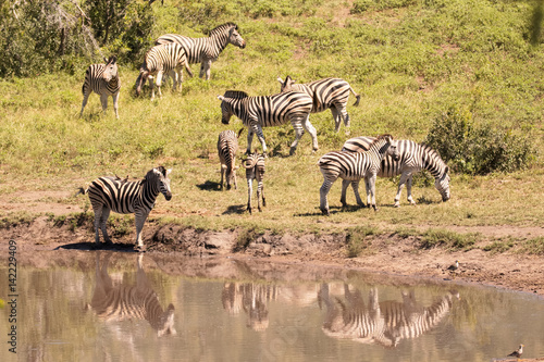 Burchell   s zebra herd grazing peacefully at a waterhole 