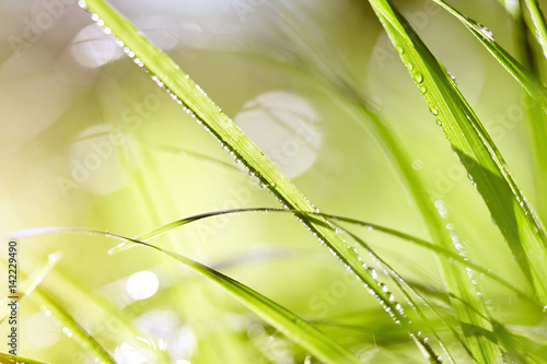 Wet green grass in dew drops