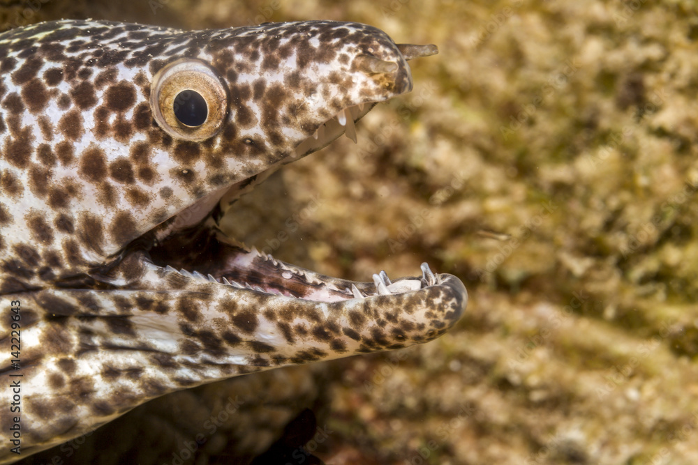 Naklejka premium spotted moray; Gymnothorax isingteena