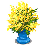 Bouquet of yellow Mimosa in blue vase